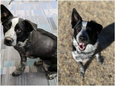 До и после: 15 добрых фото животных, которым подарили новую жизнь - mur.tv