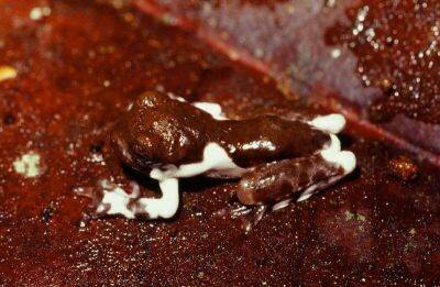 Биолог нашёл новый вид лягушек, которые маскируются под птичий помёт - mur.tv
