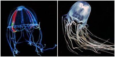 Колобонема: медуза удивительной красоты - mur.tv