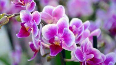 Орхидея будет цвести круглый год. Её любимая подкормка с чесноком - lifehelper.one