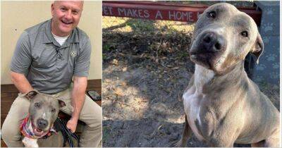 Видео из вольера бездомной собаки стало вирусным и помогло ей обрести новую семью - lifehelper.one - штат Флорида
