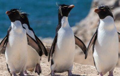 Найміліші фото пінгвінів для гарного настрою на цілий день - hochu.ua