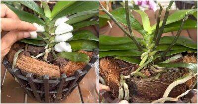 Орхидея выпустит много новых цветоносов: натуральная подкормка + маленький секрет - lifehelper.one