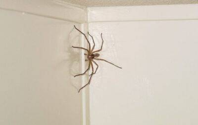 Павуки втечуть із вашого дому, якщо ви будете знати ці секрети - hochu.ua