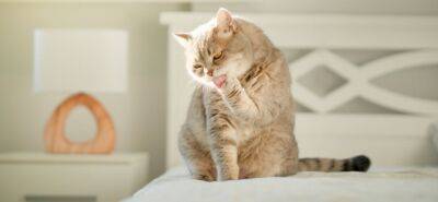 Вредно ли, что кошки едят свою шерсть - mur.tv