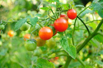 Как выращивать томаты Черри? - shkolazhizni.ru