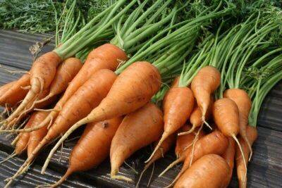 Как вырастить морковку здоровой, красивой, сочной и вкусной? Практические советы - lifehelper.one