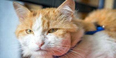 Абсцесс у кошек: симптомы, лечение - mur.tv
