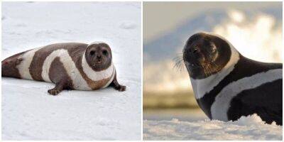 Полосатые тюлени: зебры во льдах - mur.tv