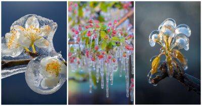 У нас скоро лето, а в Нидерландах на деревьях замёрзли цветки. И это безумно красиво - cpykami.ru - Голландия