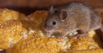 В моём доме настоящее нашествие мышей, испытываю любые способы борьбы с ними, делюсь результатами - lifehelper.one