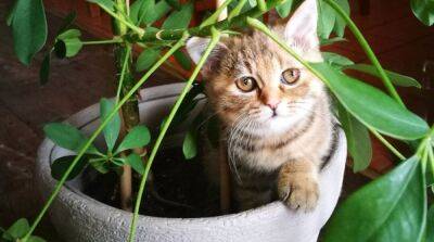 Кот и земля: почему коты едят землю и как это влияет на их здоровье? - mur.tv