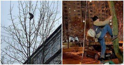 В Зеленограде спасли котика, который целый день просидел на дереве - mur.tv - Зеленоград
