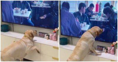 Пёс пытается завладеть едой из телевизора - mur.tv