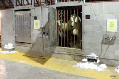 Тюрьма для белых медведей в Канаде - chert-poberi.ru - Канада