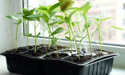 Все что нужно знать о выращивании рассады перца, чтобы получить богатый урожай - lifehelper.one