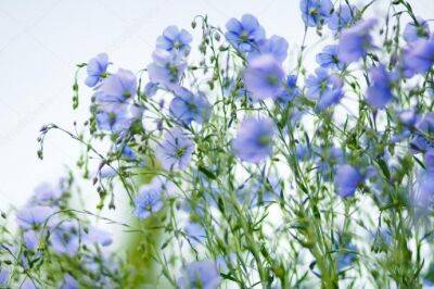 Успейте до конца апреля: этот изумительный голубой цветок можно посеять прямо в землю - polsov.com