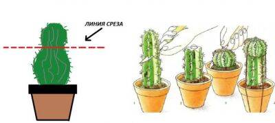 Как обрезать кактус - polsov.com