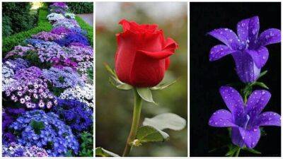 Рональд Рейган - 50 самых красивых цветов в мире - lifehelper.one - Сша