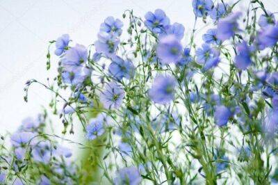 Успейте до конца апреля: этот изумительный голубой цветок можно посеять прямо в землю - lifehelper.one