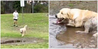 Хозяин не успел спасти пса от грязной лужи - mur.tv