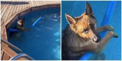 “Уже пора выходить?”: пёс отлично устроился в бассейне - mur.tv