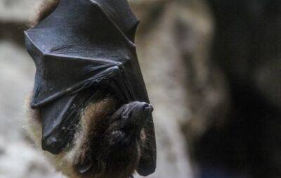Літаючі тварини чи вампіри: шокуючі факти про кажанів - hochu.ua