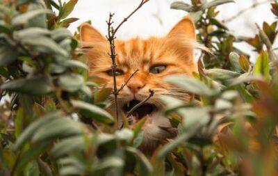 Кумедні фото котів, які доводять, що вони — шпигуни - hochu.ua