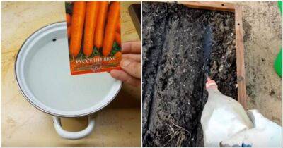 Лучший способ посадки моркови, который обеспечит отменный урожай - lifehelper.one