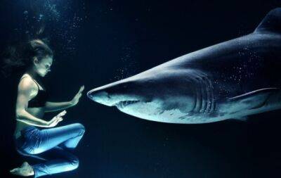 Чує інфразвук і не має кісток: шокуючі факти про акулу - hochu.ua - Китай