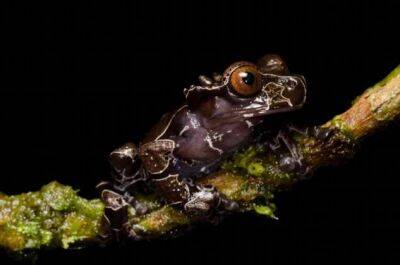 Примеры самых красивых и необычных лягушек в мире - chert-poberi.ru - Россия - Фиджи