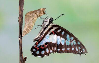 Їдять сльози тварин і розрізняють кольори: цікаві факти про метеликів - hochu.ua