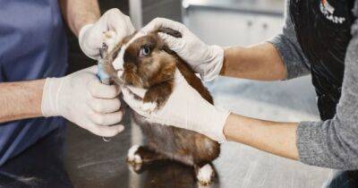 У Великій Британії дозволили тестування косметики на тваринах: подробиці - womo.ua