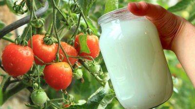 Прокисшее молоко – прекрасная подкормка рассады томатов + защита от вредителей - lifehelper.one