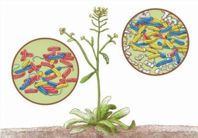 Микробиом растений всё больше привлекает внимание учёных - chert-poberi.ru