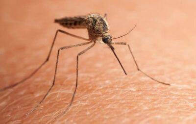 Як захиститися від комарів: 5 народних засобів, про які ви могли не знати - hochu.ua