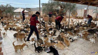 Кошачий приют в Сирии - chert-poberi.ru - Сирия