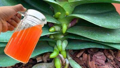Всего 1 стакан в месяц, и орхидея будет цвести круглый год! Натуральная подкормка - lifehelper.one