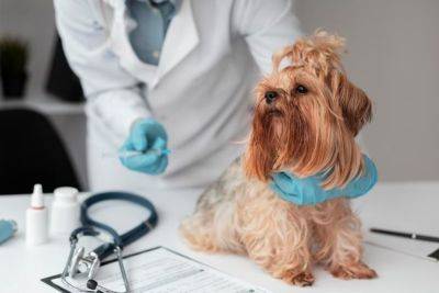 Вакцинация кошек и собак: календарь прививок и особенности процедуры - miridei.com