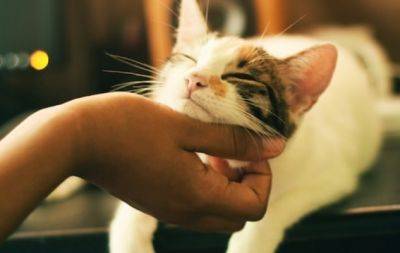 Збадьорять або заспокоять: 6 найулюбленіших звуків котів - hochu.ua
