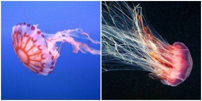 15 фотографий красивейших медуз - mur.tv