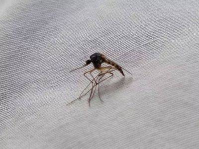 Марин Михалап - Как защититься от комаров во время отдыха на природе: 3 проверенных способа - lifehelper.one