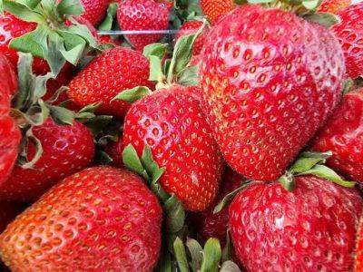 Не тратьте деньги на плохую клубнику: как выбрать спелые и сладкие ягоды - belnovosti.by