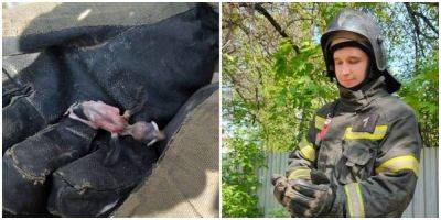 Сотрудники МЧС спасли птенца, который выпал из гнезда - mur.tv - Вологда