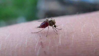 Комариные укусы не испортят отдых: как легко избавиться от зуда без специального средства - lifehelper.one