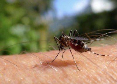 Средство от зуда после укусов комаров: 7 простых домашних вариантов - lifehelper.one