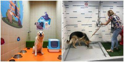 В Турецком аэропорту есть специальный туалет для животных - mur.tv - Турция