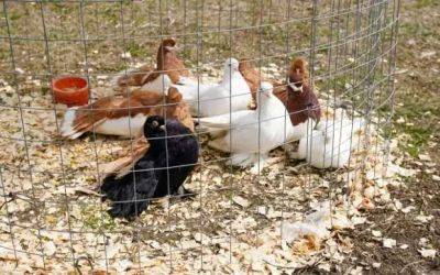 Почему стоит разводить мясных голубей? - lublusebya.ru - Греция - Египет