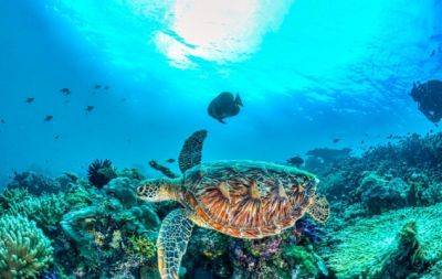 Найкрасивіші черепахи: добірка дивовижних фото - hochu.ua