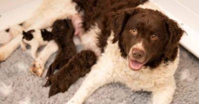 У Великобританії вперше дала потомство найрідкісніша порода собак світу: фото - womo.ua - Німеччина